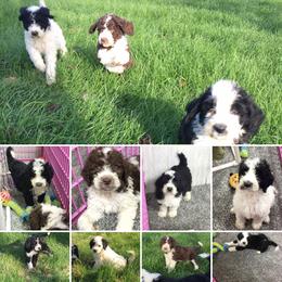 Old English Sheepdog and Sheepadoodle Puppies from Country Roads Sheepdogs & Doodles