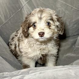 Hans - Red merle male Aussiedoodle puppy in Castalia, Iowa from K&K Kennels