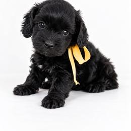 Salem - Black and white female Cockapoo puppy in Ville Platte, Louisiana from The Barkery