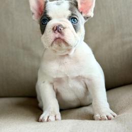 Green - Tricolors male French Bulldog puppy in Wagoner, Oklahoma from Frenchie Frys