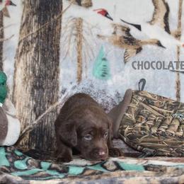 Labrador Retriever Puppies from Copper Creek Outfitters and Kennel