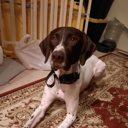 Rexy - German Shorthaired Pointer