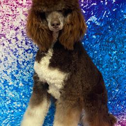 Novel - Poodle
