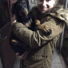 Doberman Pinscher Puppies from Imperium Dobermann Kennel