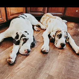 Great Dane All Grown Up from Collver Danes