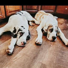 Great Dane All Grown Up from Collver Danes