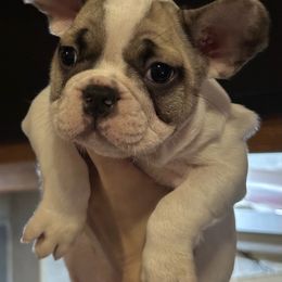 Buddy - White and fawn male French Bulldog puppy in Salem, Oregon from Chinnychinchinofsalem