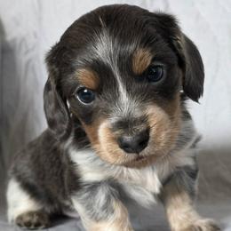 Bluebell - Blue and tan female Dachshund puppy in Golden Valley, Arizona from Greatest Journey Ranchette