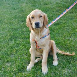 Purple Collar - Golden female Golden Retriever puppy in Sandy, Utah from Golden Meadows of Utah