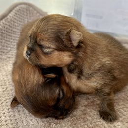 Pomeranian Puppies from Montefino Pomeranians