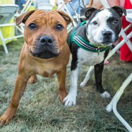Staffordshire Bull Terriers from Sassafras’s Staffords