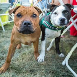 Staffordshire Bull Terriers from Sassafras’s Staffords