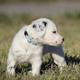Girl 4 - Dalmatian puppy in Cottage Grove, Oregon from Hidden Hills Dalmatians