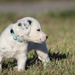 Girl 4 - Dalmatian puppy in Cottage Grove, Oregon from Hidden Hills Dalmatians