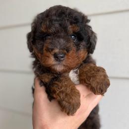 Phantom Merle Female- Sugar - Merle female Bernedoodle puppy in Modesto, California from Central Valley Canine Companions