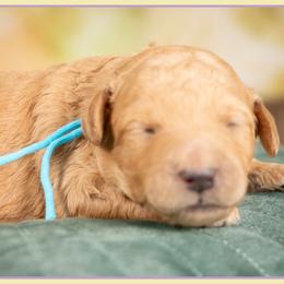 Marley - Red  male Goldendoodle puppy in Connersville, Indiana from Deaz Doodle Ranch