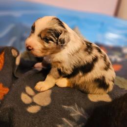 Girl 1 - Blue merle female Australian Shepherd puppy in Fort Wayne, Indiana from Grand Ridge Australian Shepherds