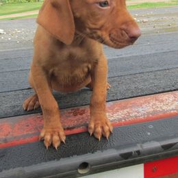 Vizsla Puppies from Pheasant Poppers Vizslas