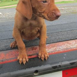 Vizsla Puppies from Pheasant Poppers Vizslas