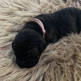 Pink Collar - Black female Cane Corso puppy in Fritch, Texas from Carrie Brown's Cane Corsos