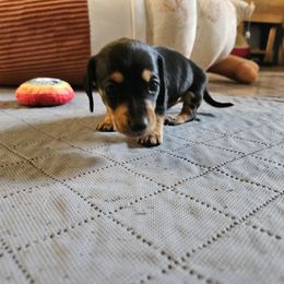 Tootsie - Black and tan female Dachshund puppy in New Castle, Colorado from Shaffers low riding weiners