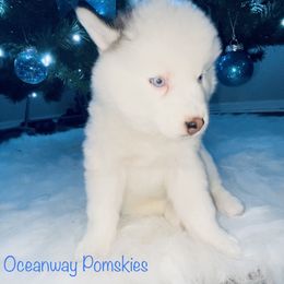 Pomsky Puppies from Oceanway Pomskies