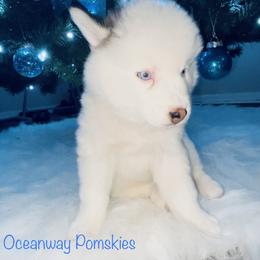 Pomsky Puppies from Oceanway Pomskies