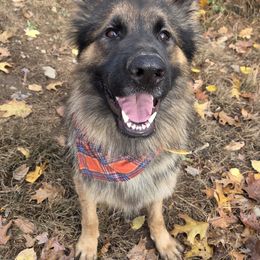 Ryker - German Shepherd