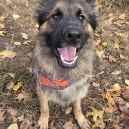 Ryker - German Shepherd