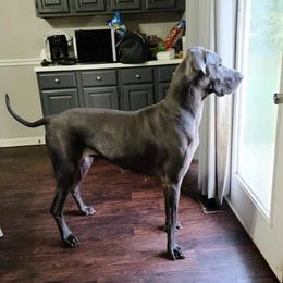 Freya - Great Dane