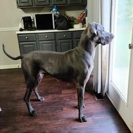 Freya - Great Dane