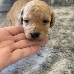 Honey - Apricot female Goldendoodle puppy in Haddam, Kansas from Golden B Acres