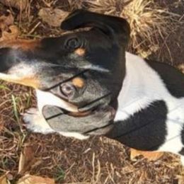 Fire Cracker - Dachshund puppy from Paula's Dachsunds