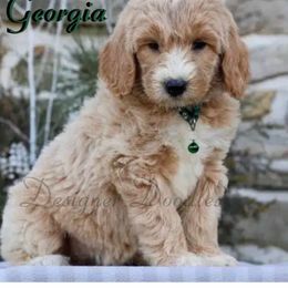 Aussiedoodle, Goldendoodle, and Poodle Puppies from Designer Doodles