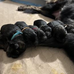 German Shepherd Puppies from FuryHaus German Shepherds