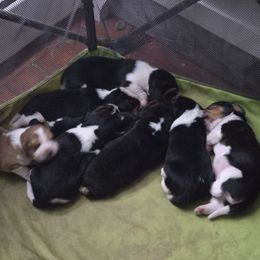 Buddy - White black and tan male Beagle puppy in East Providence, Rhode Island from Amanda's Beagles