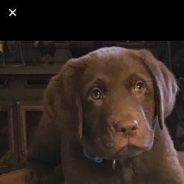 Labrador Retriever Puppies from Laurie & Joe's Labs
