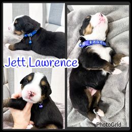 Bernese Mountain Dog Puppies from Red Bridge Berners