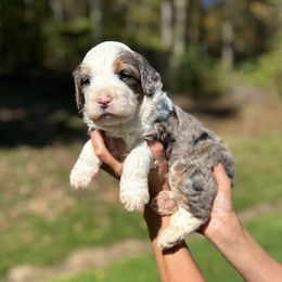 Sheba - Blue merle female Bernedoodle puppy in Sugarcreek, Ohio from Cuddly Companion Doodles