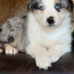 Roo-has tail-many videos - Blue merle female Australian Shepherd puppy in Troy, South Carolina from Australian Shepherds of 3/W Farms