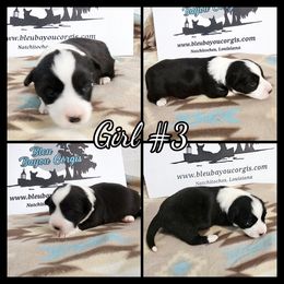 Girl 3 - Black and white female Cardigan Welsh Corgi puppy in Natchitoches. La, Louisiana from Bleu Bayou Corgis