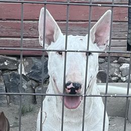 Arrow - White female Bull Terrier puppy in Sprauge, Washington from Mark My Words Bull Terriers