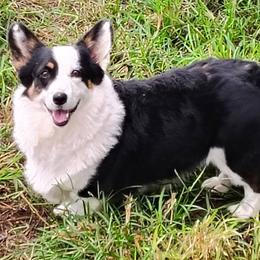 Oakley - American Corgi