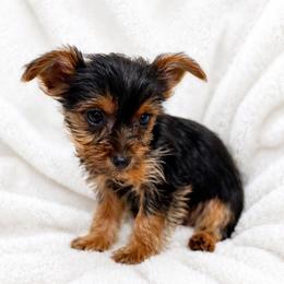 Tallulah - Black and tan female Yorkshire Terrier puppy in Iron Mountain, Michigan from Celestial Family Terriers (Yooper Yorkies)
