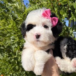 Ginger - Tri-color female Bernedoodle puppy in Tucson, Arizona from Adored Poodle & Doodles