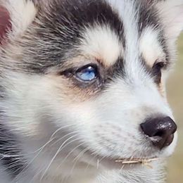 Dancer - Gray and white Pomsky puppy in Kennewick, Washington from Nebula Ranch Pomskies