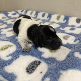 Pop - Piebald male Dachshund puppy in Brashear, Texas from Shepherds Run Miniature Dachshunds