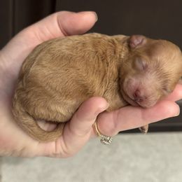 Cinnamon - Apricot female Poodle puppy in Haines City, Florida from Noelle Poodles