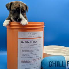 Girl 2 - female Sporty Mix puppy in Burnsville, Minnesota from Puzzle Dogs