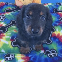 Boston - Black and tan male Dachshund puppy in Winton, California from Lashunds Miniature Dachshunds